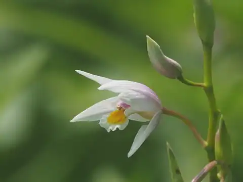 Foto dokumenter Bletilla formosana