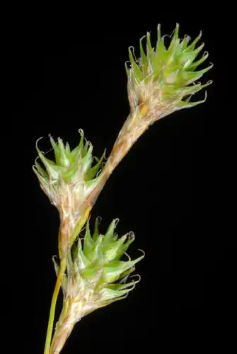 Foto dokumenter Carex festucacea