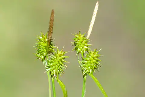 Foto dokumenter Carex flava