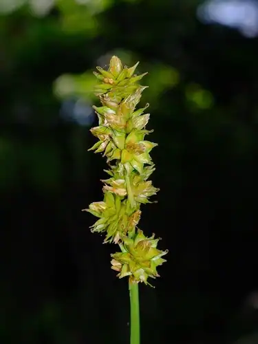 Foto dokumenter Carex gravida