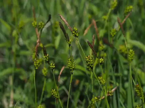 Foto dokumenter Carex hostiana