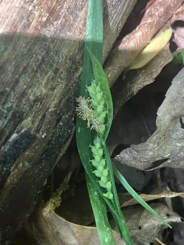 Foto dokumenter Carex kraliana