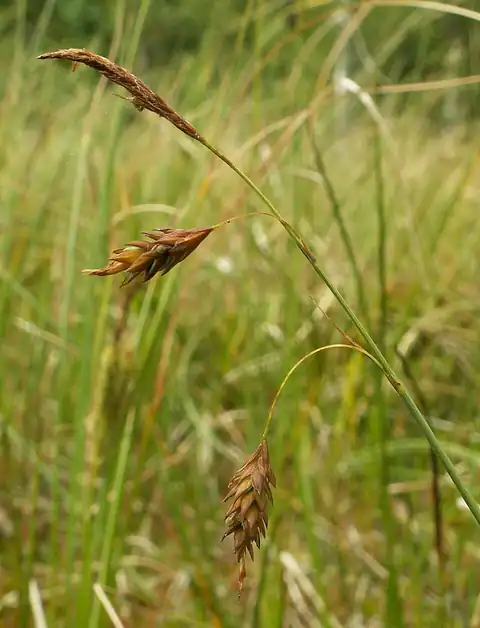 Foto dokumenter Carex limosa