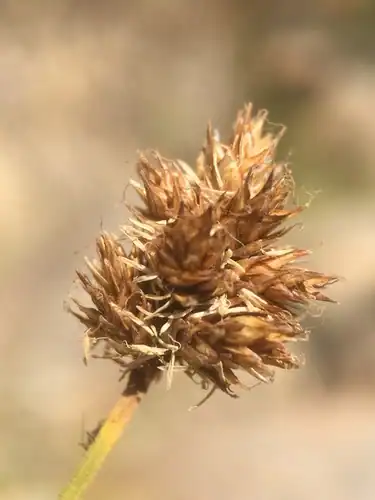 Foto dokumenter Carex macloviana