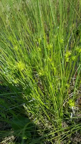 Foto dokumenter Carex michauxiana