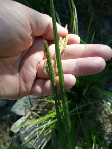 Foto dokumenter Carex microcarpa