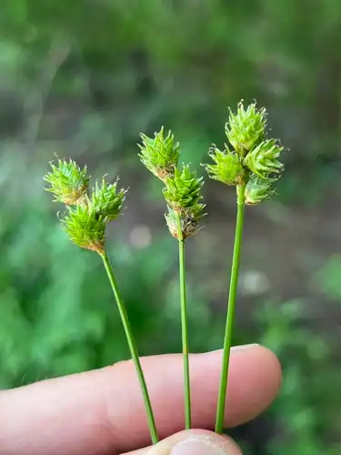 Foto dokumenter Carex molestiformis