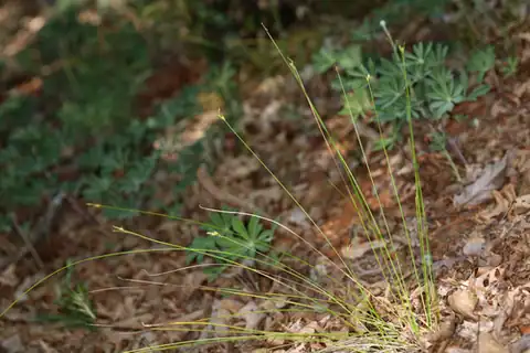 Foto dokumenter Carex multicaulis