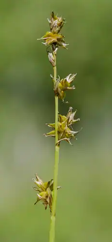 Foto dokumenter Carex sterilis