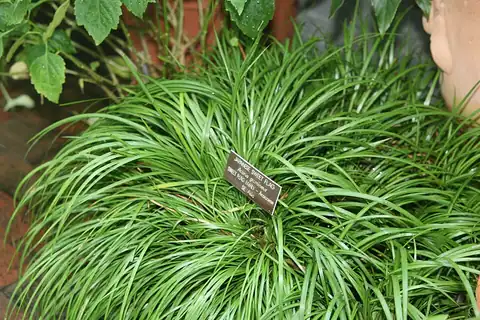 Foto dokumenter Acorus gramineus