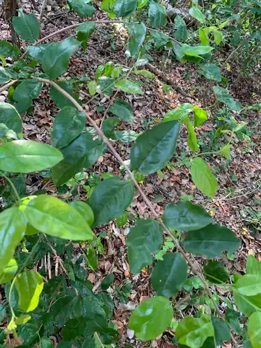 Foto dokumenter Krugiodendron ferreum