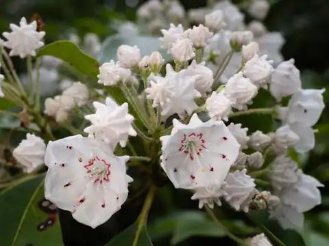 Foto dokumenter Kalmia latifolia