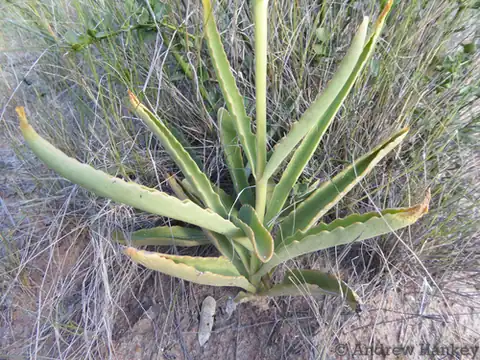 Foto dokumenter Kalanchoe brachyloba
