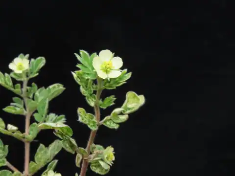 Foto dokumenter Kallstroemia pubescens