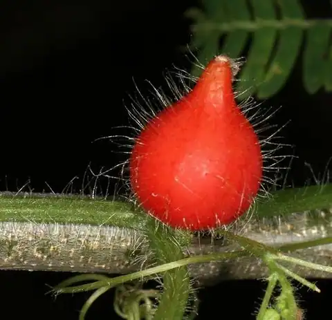 Foto dokumenter Kedrostis foetidissima