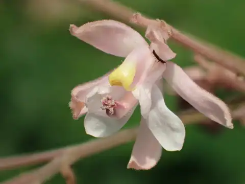 Foto dokumenter Kleinhovia hospita