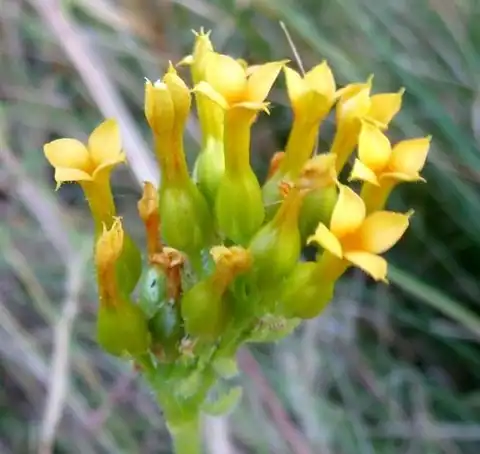 Foto dokumenter Kalanchoe crenata