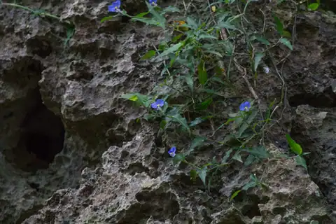 Foto dokumenter Commelina auriculata