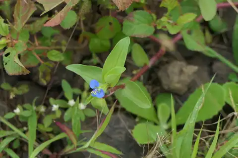 Foto dokumenter Commelina caroliniana