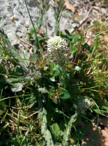 Foto dokumenter Lepidium hirtum
