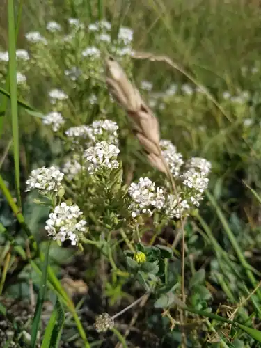 Foto dokumenter Lepidium cartilagineum