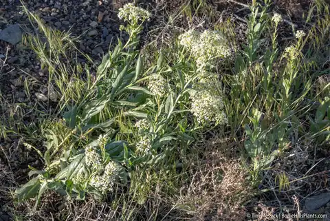 Foto dokumenter Lepidium chalepense