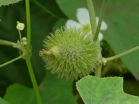 Foto dokumenter Luffa echinata