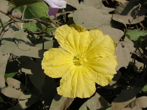 Foto dokumenter Luffa aegyptiaca