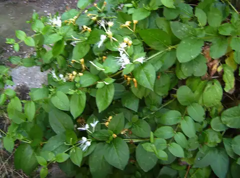 Foto dokumenter Lonicera japonica