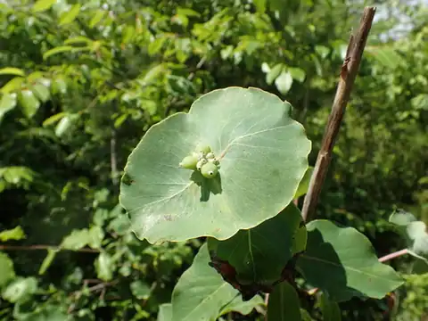 Foto dokumenter Lonicera flava