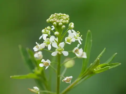 Foto dokumenter Lepidium virginicum