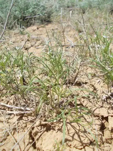 Foto dokumenter Leptaleum filifolium