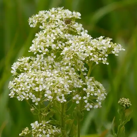 Foto dokumenter Lepidium draba