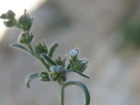 Foto dokumenter Lappula spinocarpos