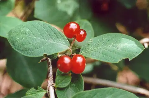 Foto dokumenter Lonicera xylosteum