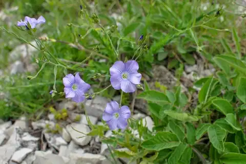 Foto dokumenter Linum nervosum