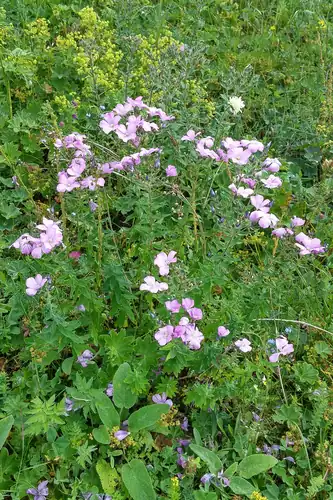 Foto dokumenter Linum hypericifolium