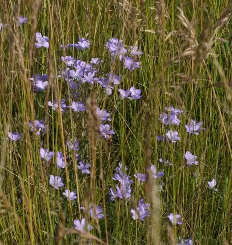 Foto dokumenter Linum hirsutum