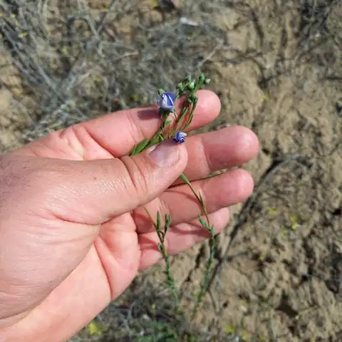 Foto dokumenter Linum pallescens