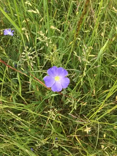 Foto dokumenter Linum anglicum