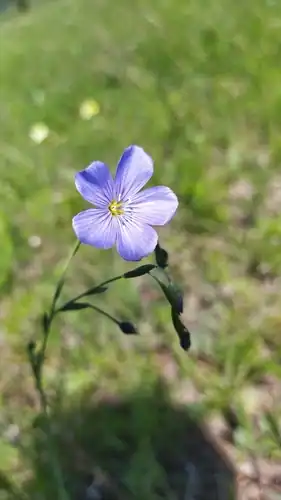 Foto dokumenter Linum baicalense