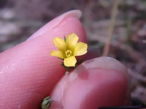 Foto dokumenter Linum corymbulosum