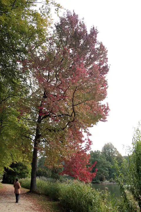 Foto dokumenter Liquidambar styraciflua