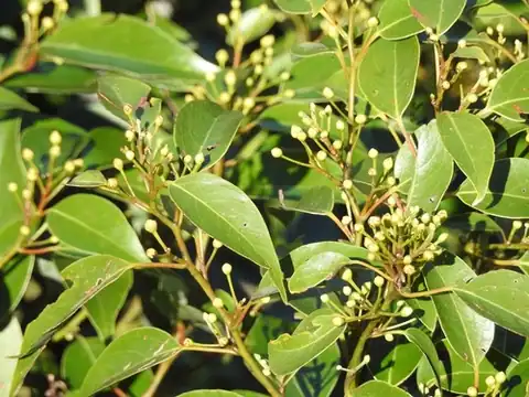 Foto dokumenter Litsea glaucescens