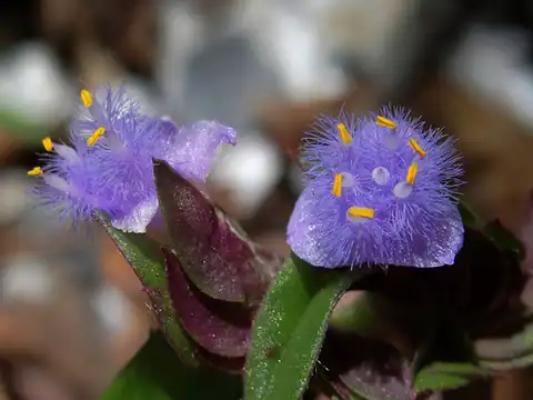Foto dokumenter Cyanotis arachnoidea