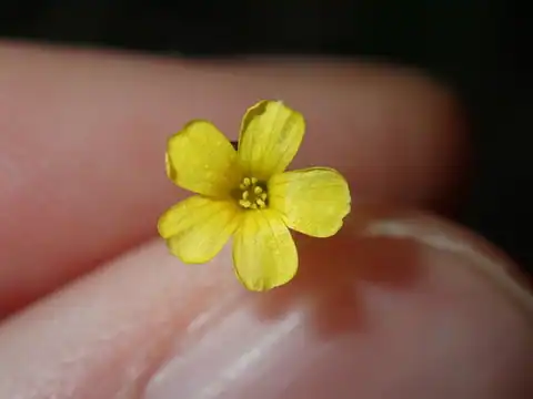 Foto dokumenter Linum trigynum