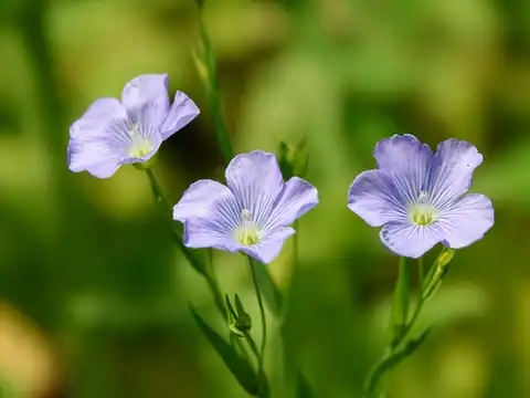 Foto dokumenter Linum usitatissimum