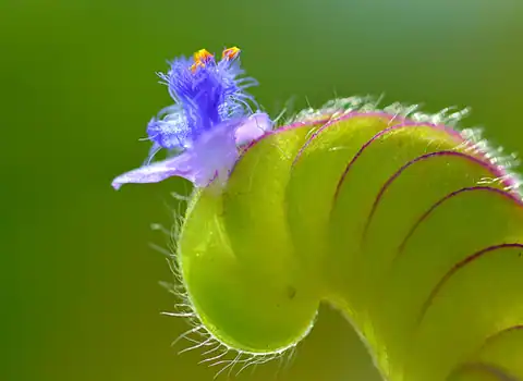 Foto dokumenter Cyanotis cristata