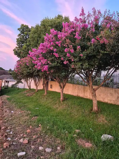 Foto dokumenter Lagerstroemia indica