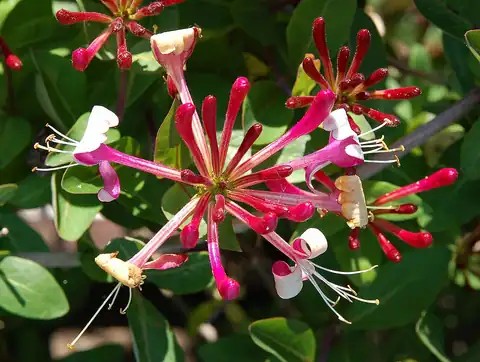 Foto dokumenter Lonicera periclymenum